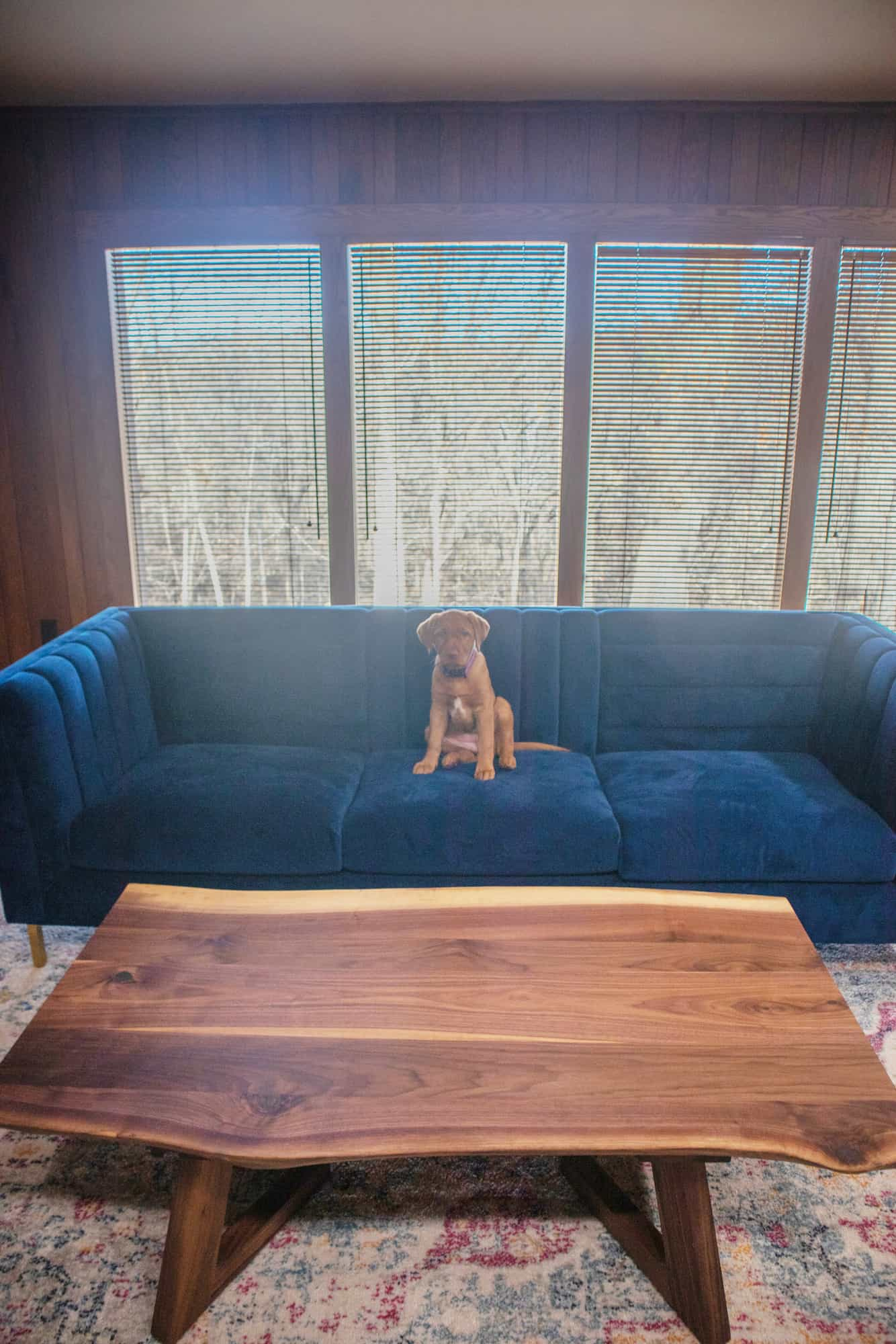 live edge walnut coffee table